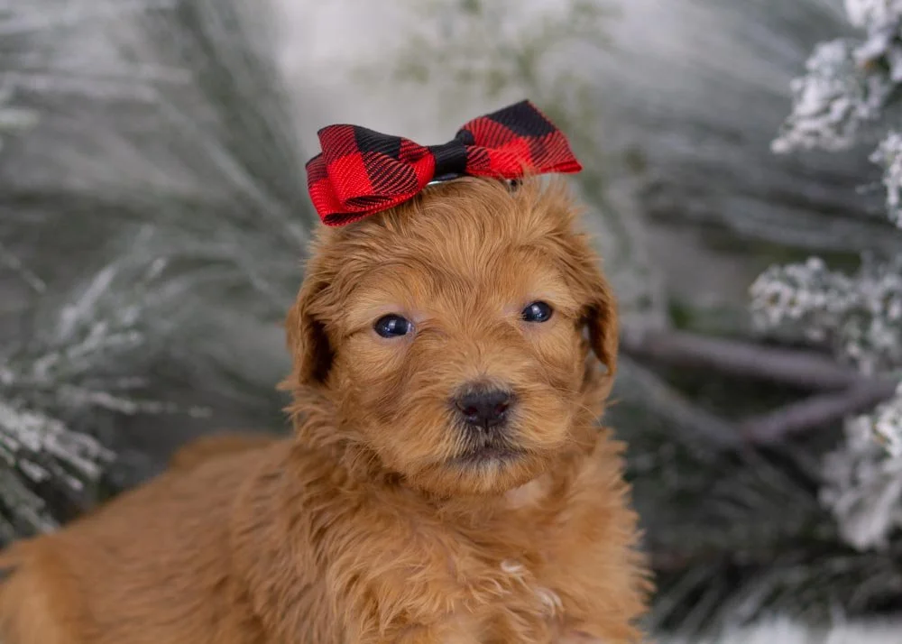 Lynx goldendoodle for sale(1).jpg