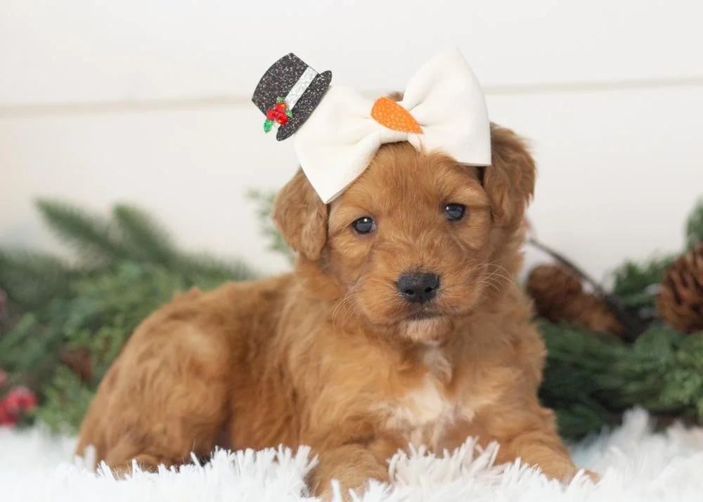 Pistachio goldendoodle for sale(1).jpg