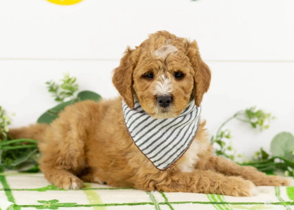 Josiah 1-1-26 Snowball 6. 7oz-2.jpg