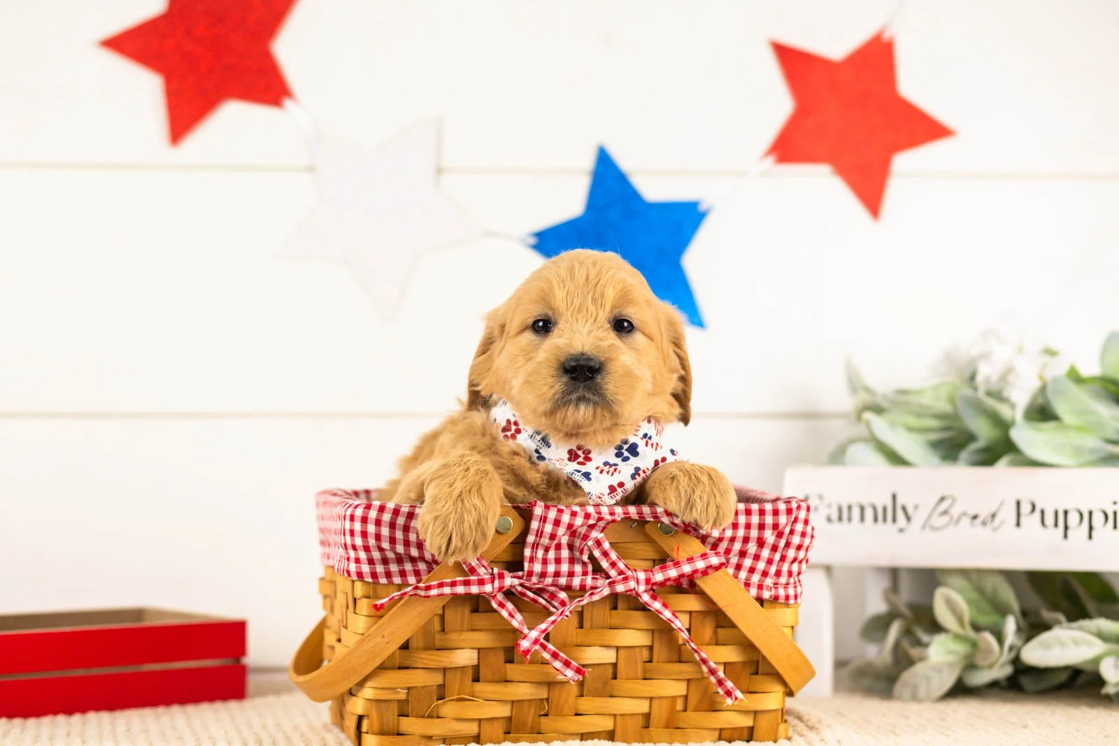 aragron goldendoodle for sale(4).jpg