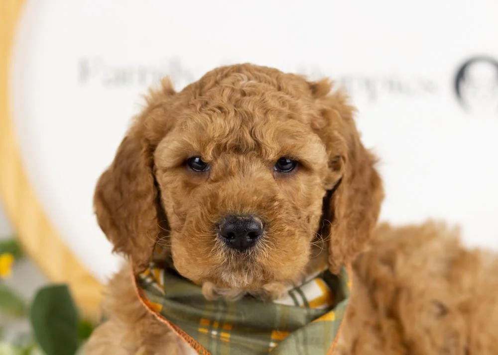 Drift goldendoodle for sale(3).jpg