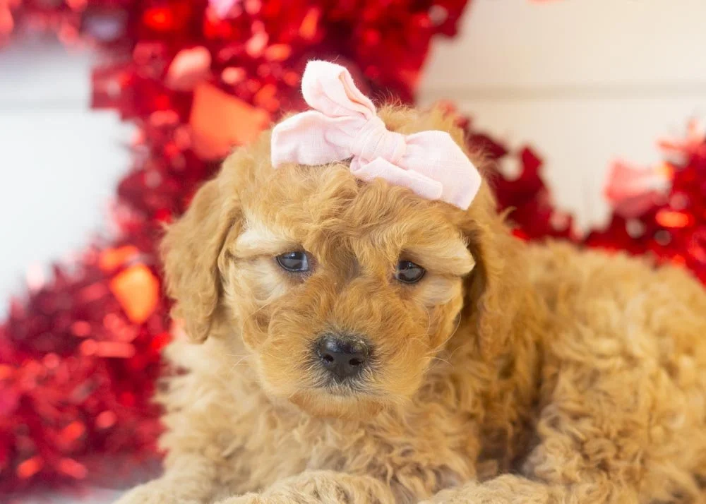 goldendoodle for sale