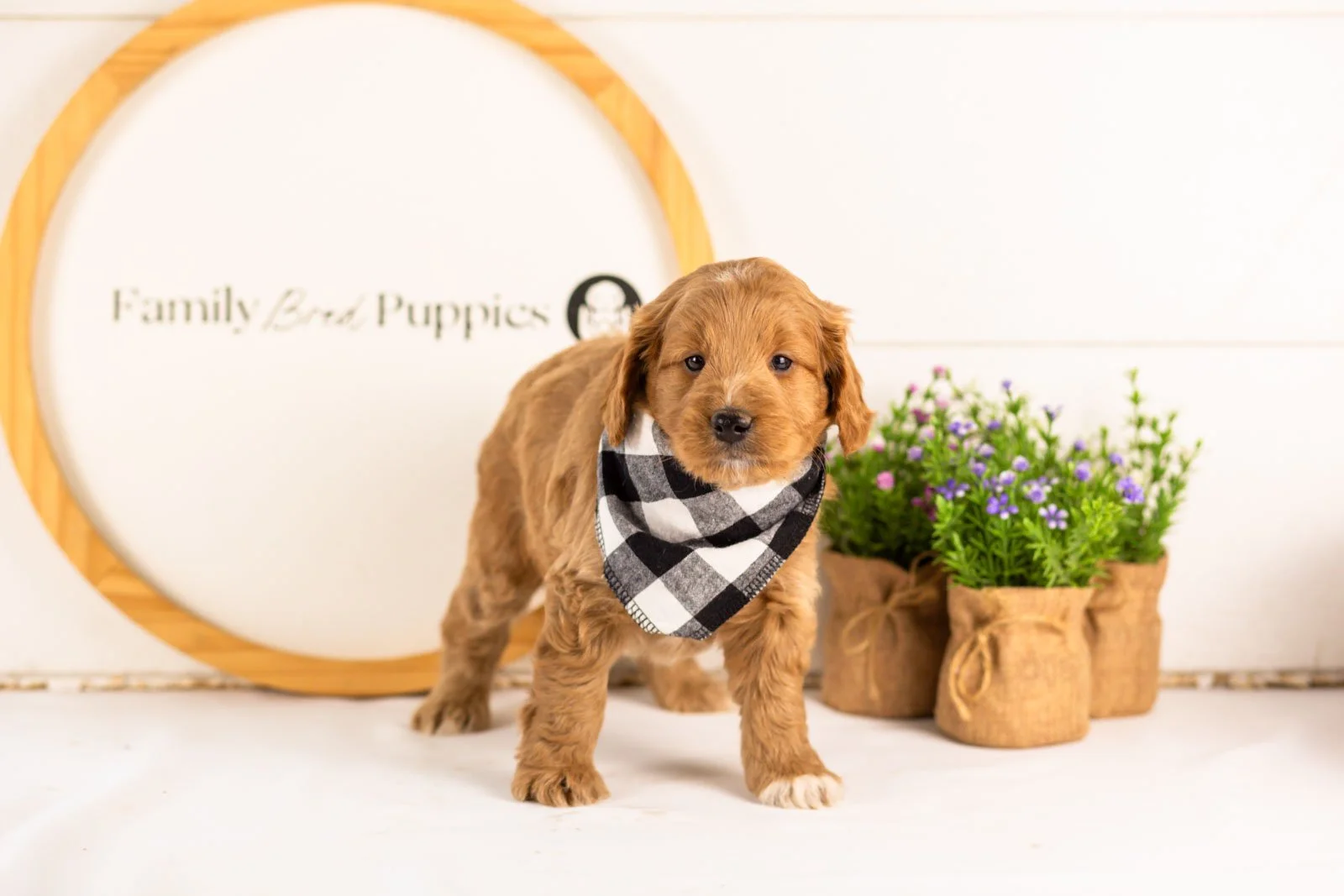 munster goldendoodle for sale.jpg