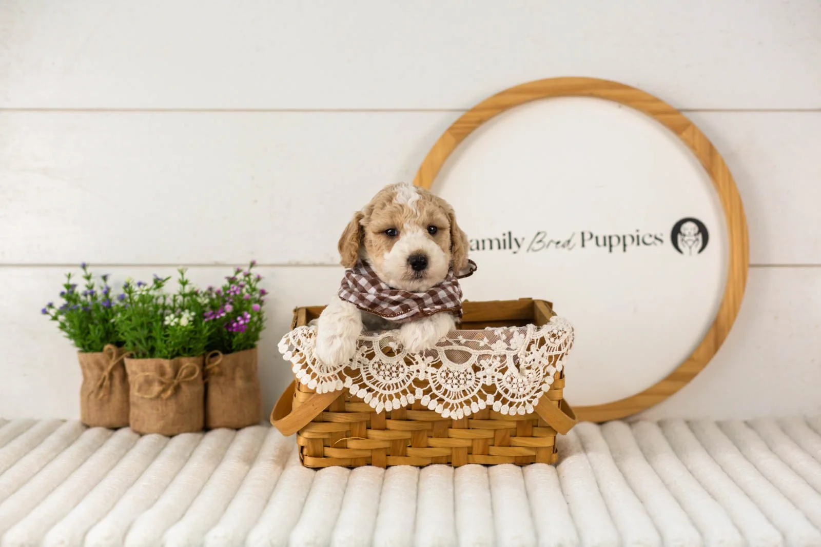 Dirby goldendoodle for sale(2).jpg