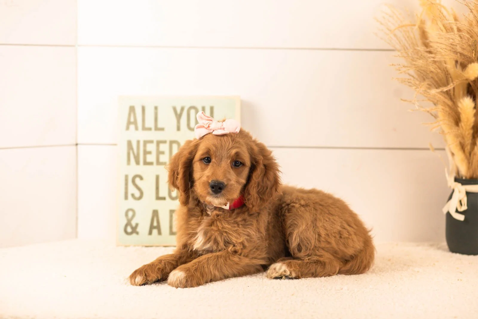 Odessa goldendoodle for sale.jpg