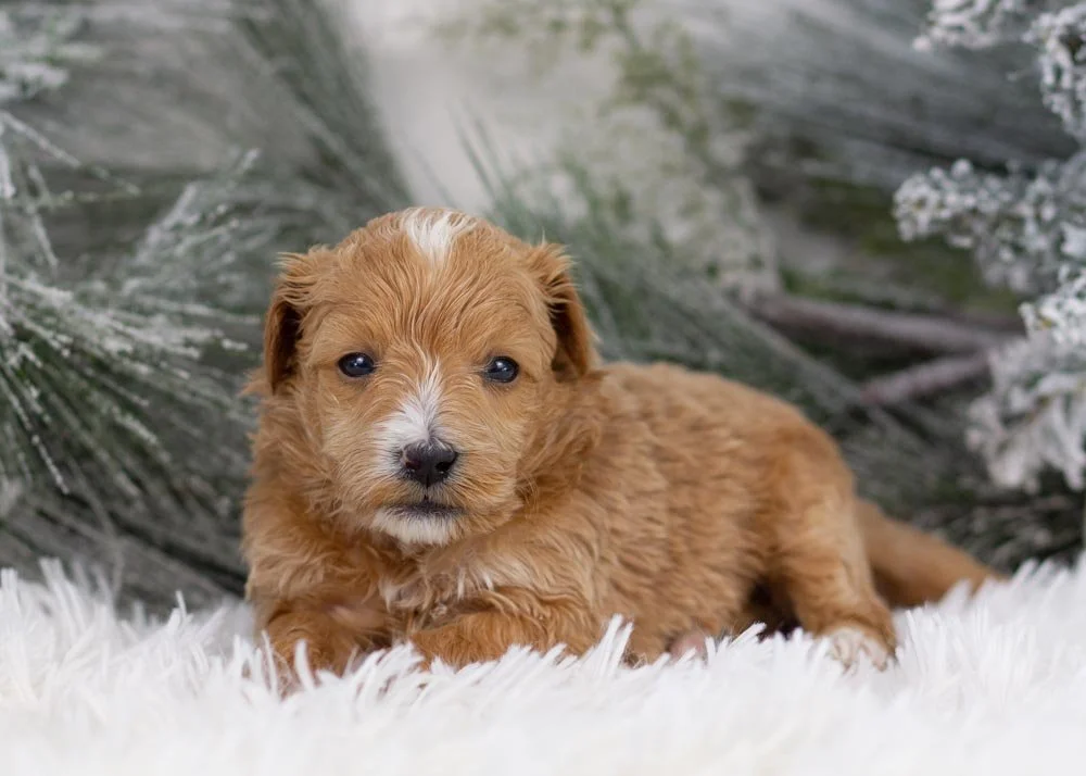 Moose goldendoodle for sale(3).jpg