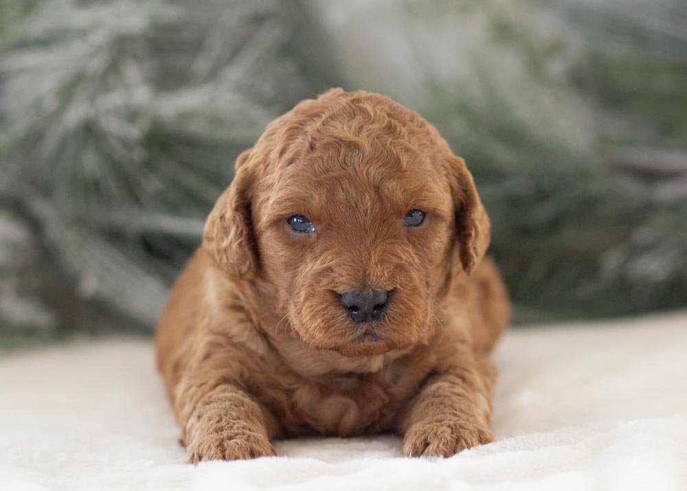 goldendoodle for sale