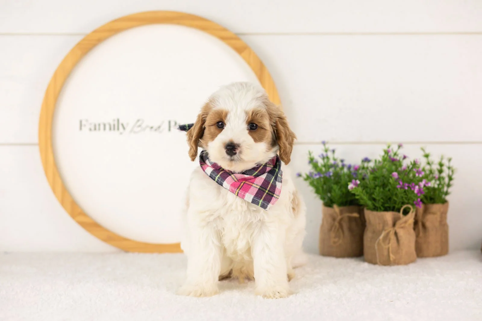 Dominic goldendoodle for sale(1).jpg