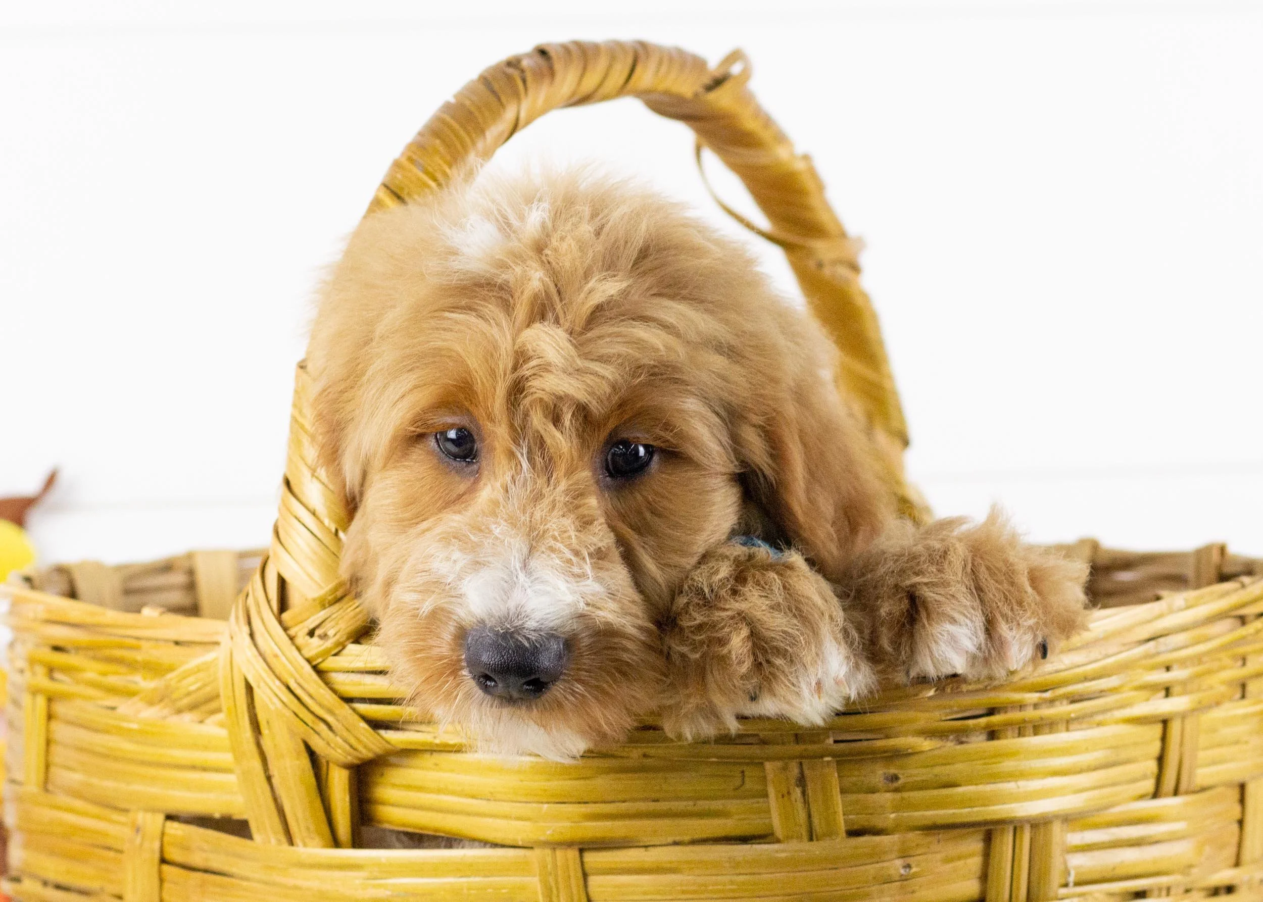 Lark goldendoodle for sale.jpg