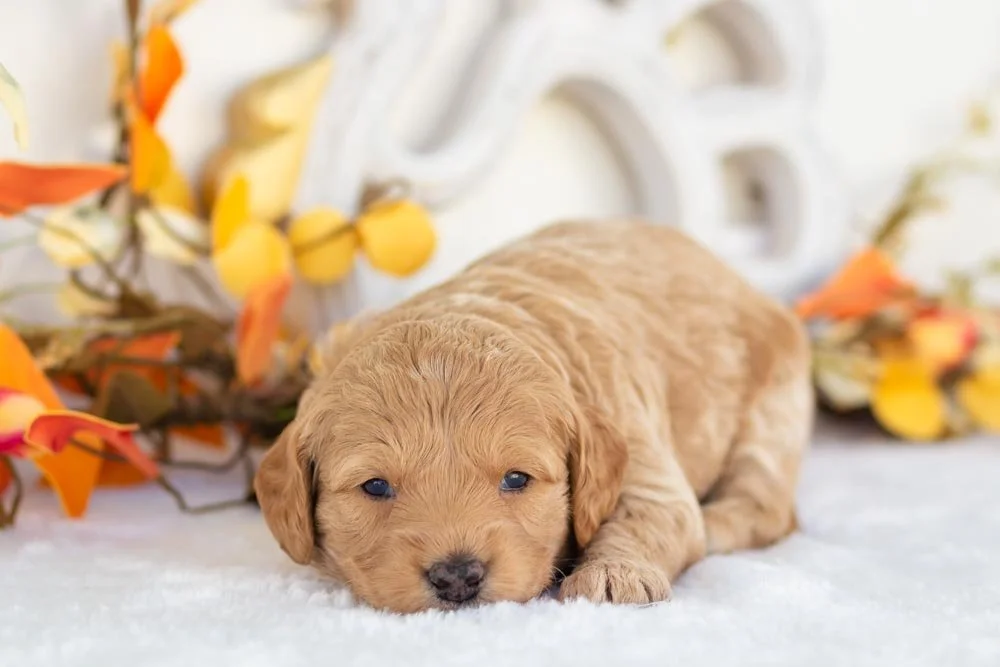 goldendoodle for sale
