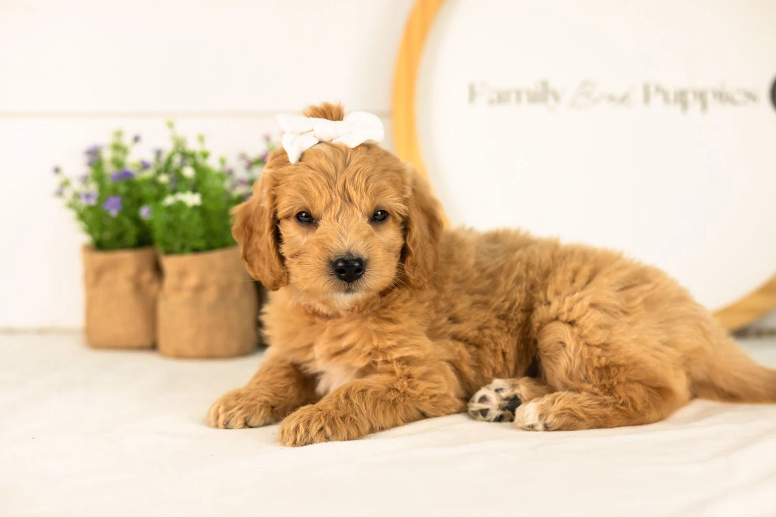 Marty goldendoodle for sale.jpg