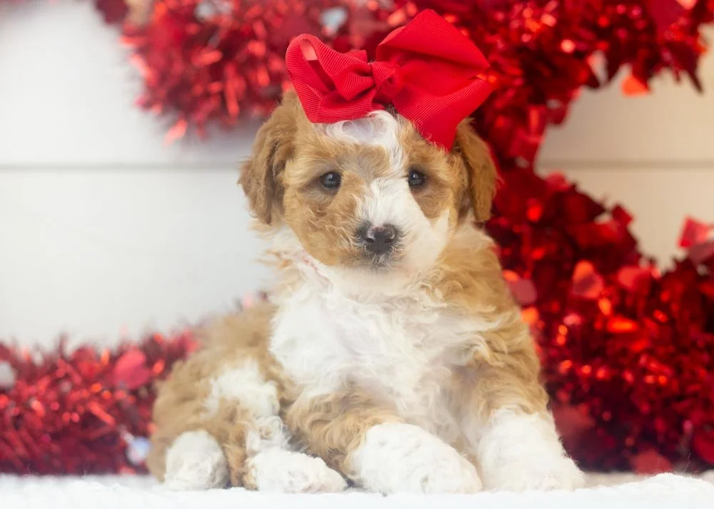 goldendoodle for sale