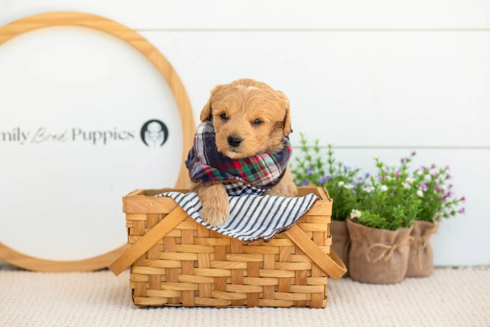 Marty Goldendoodle for sale(3).jpg