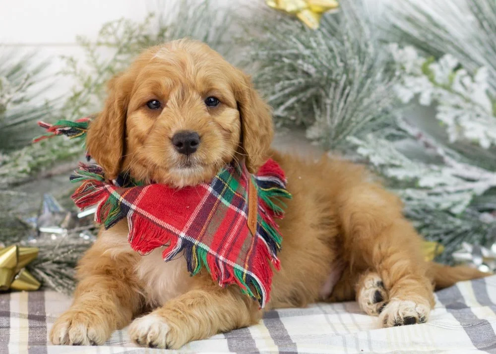 Pecan goldendoodle for sale..jpg