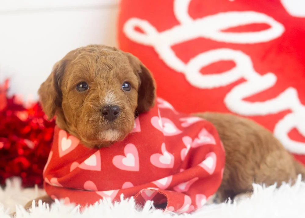 Ford goldendoodle for sale.jpg