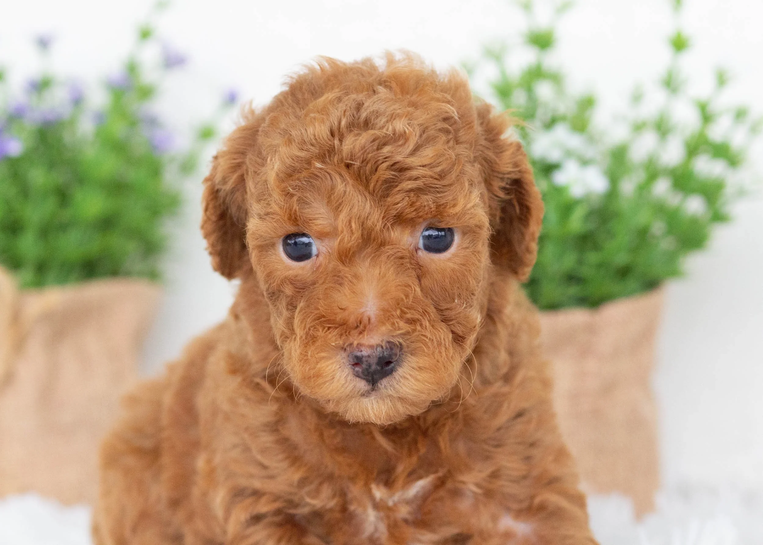 Vincent goldendoodle for sale(2).jpg