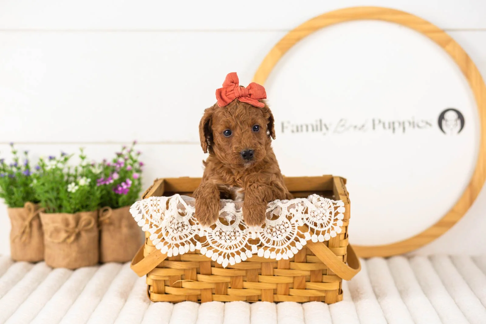 Lexy goldendoodle for sale(4).jpg