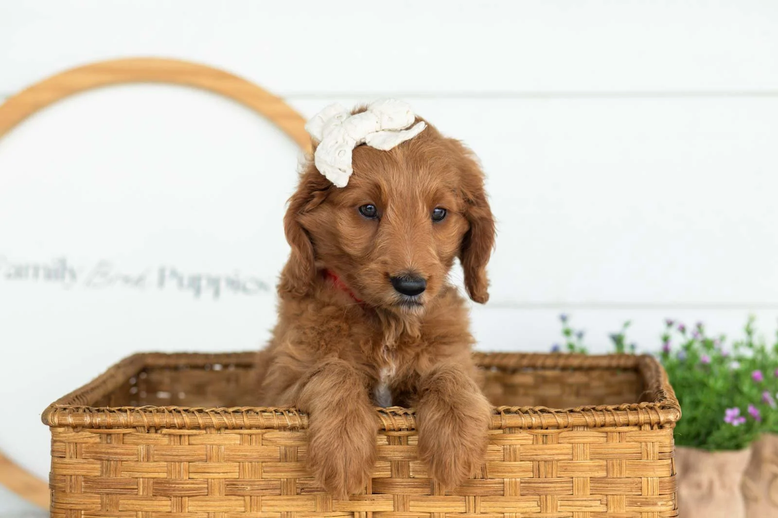 Eliza goldendoodle for sale(2).jpg