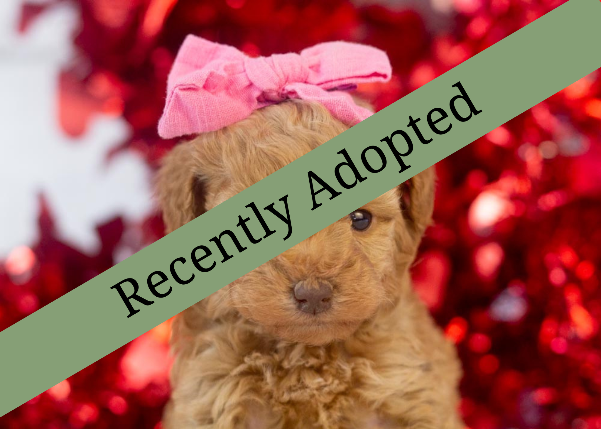 goldendoodle for sale