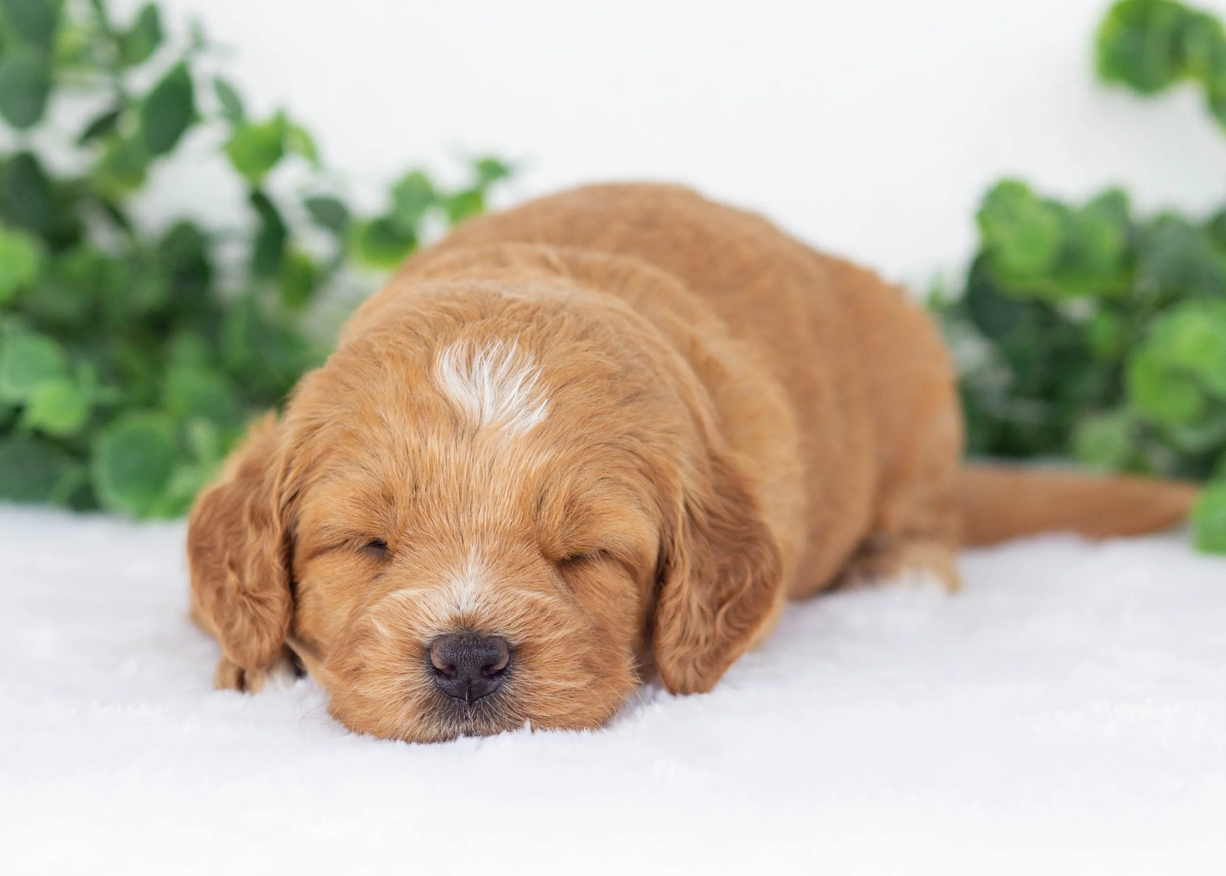Sunny goldendoodle for sale5.jpg