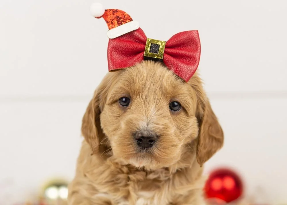 Nessa goldendoodle for sale(1).jpg
