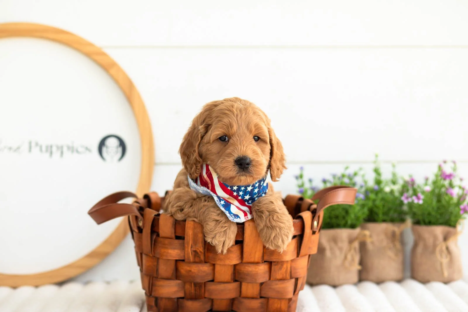 Ben goldendoodle for sale(4).jpg