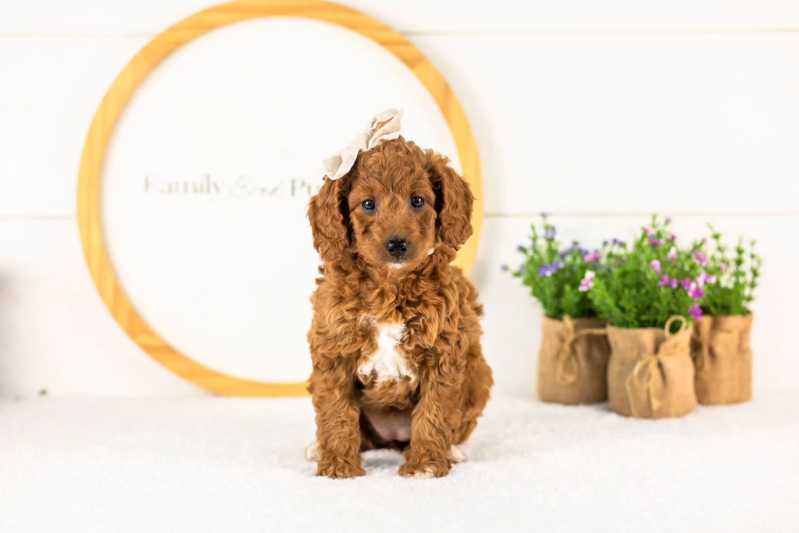 Lexy goldendoodle for sale(1).jpg