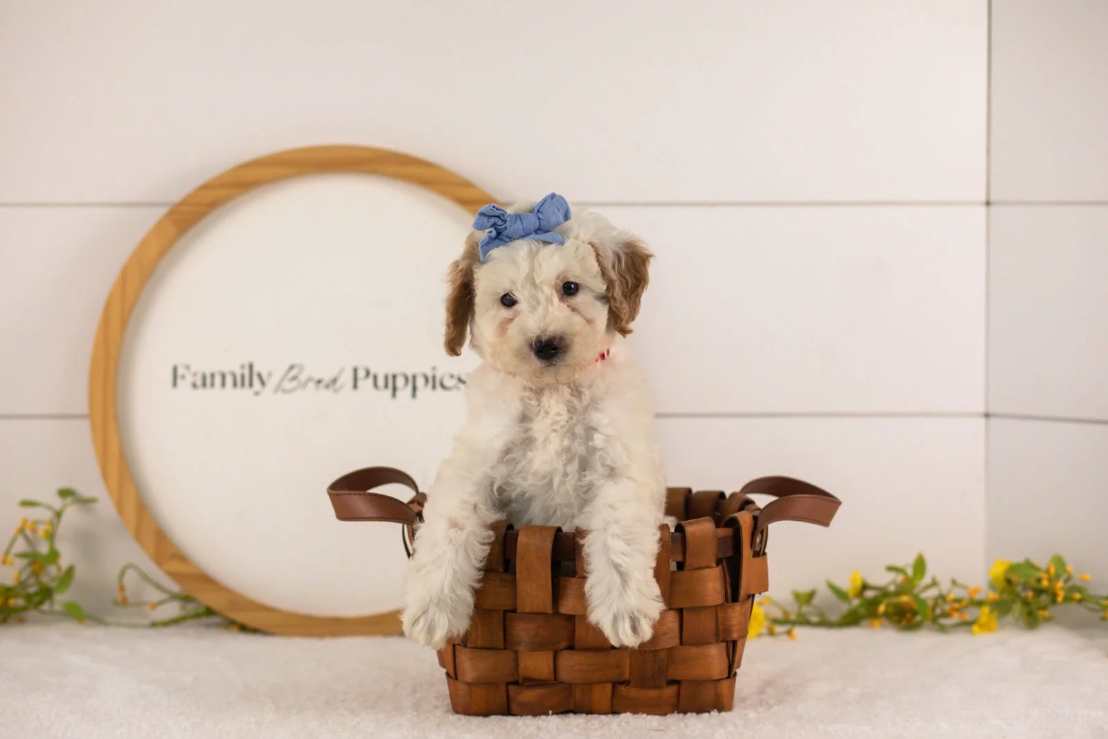 Marcia goldendoodle for sale(3).jpg