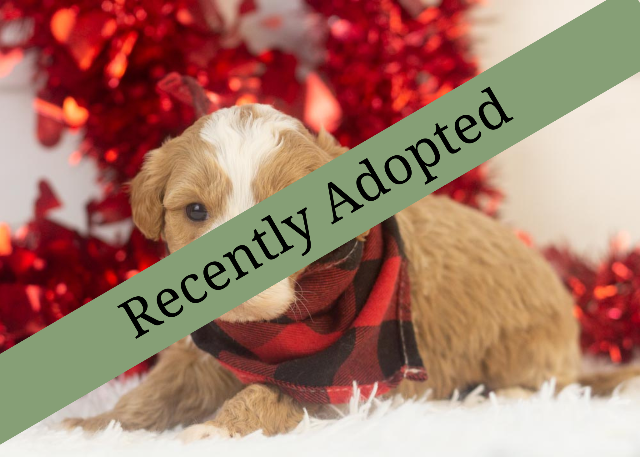 goldendoodle for sale