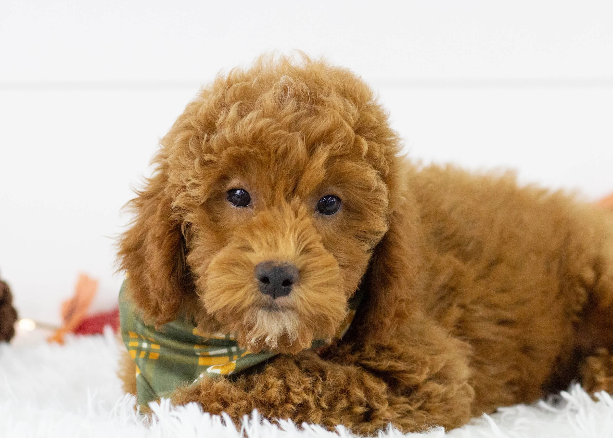 Maxwell goldendoodle for sale(3).jpg
