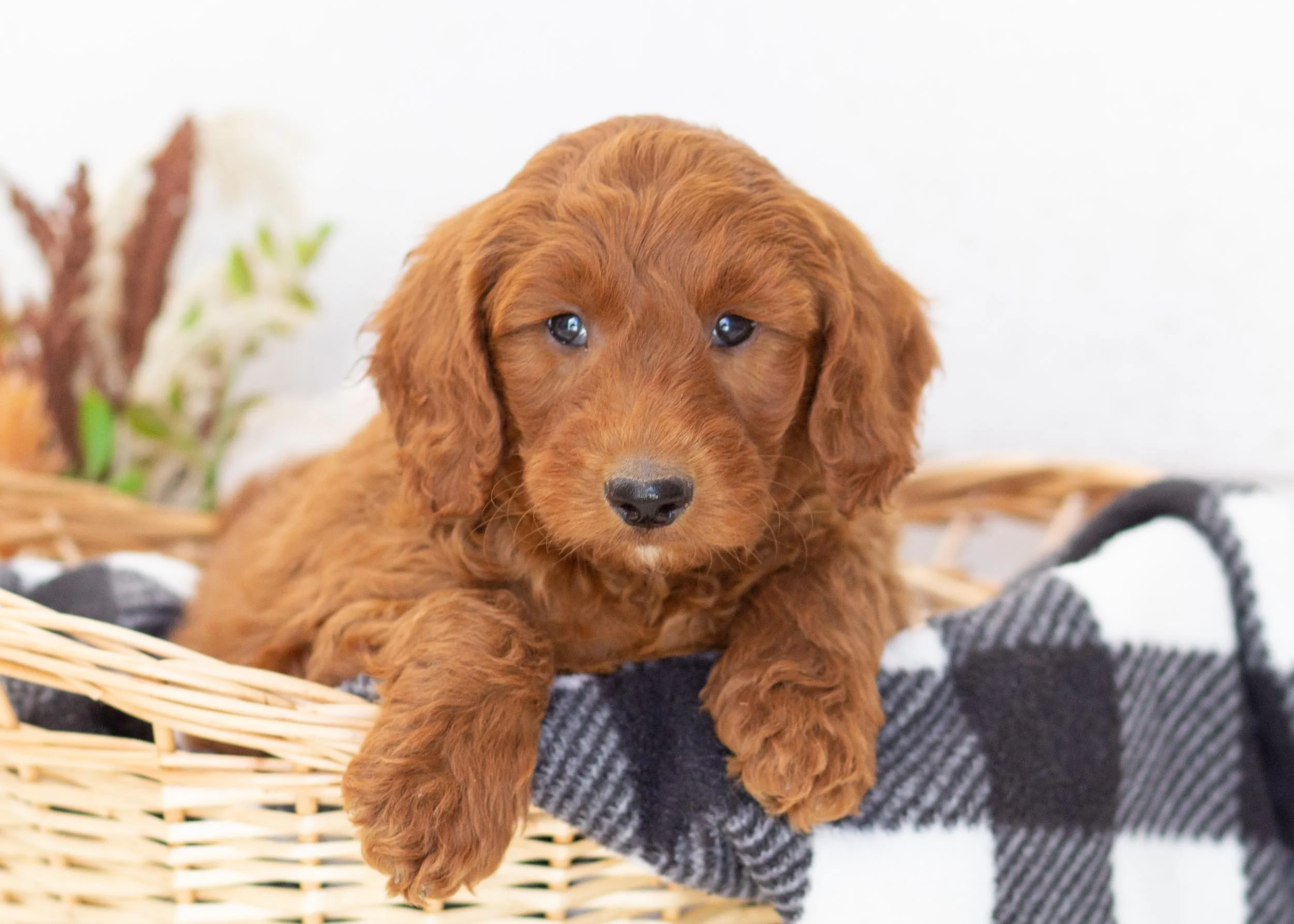 Griffin goldendoodle for sale.jpg
