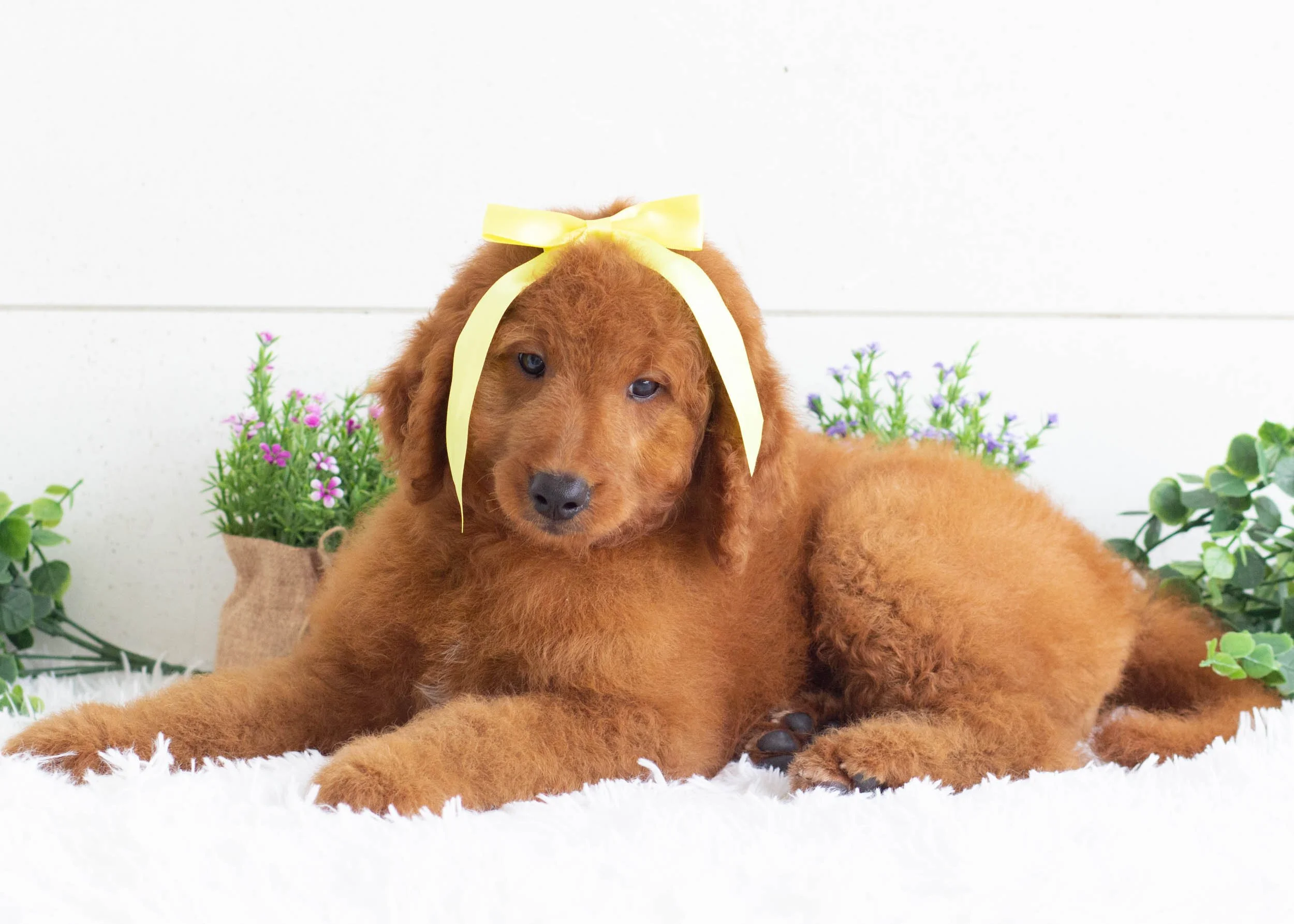 Reba Goldendoodle for sale(1).jpg