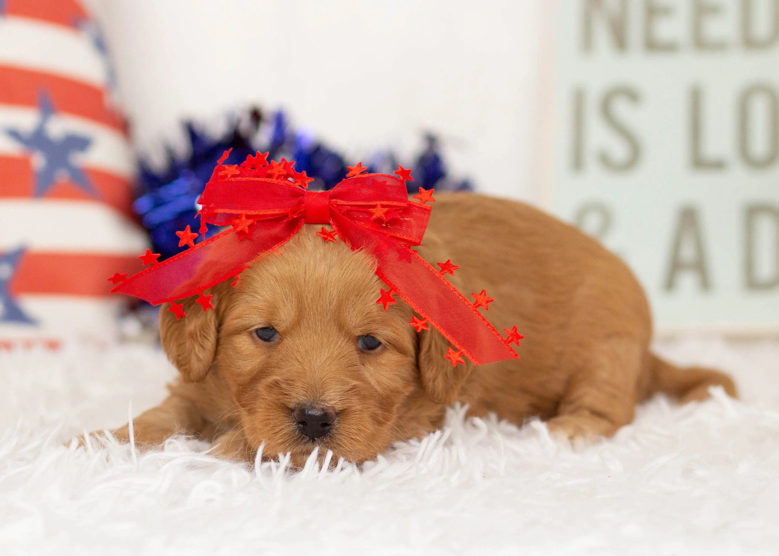 Rachel Goldendoodle For Sale5.jpg