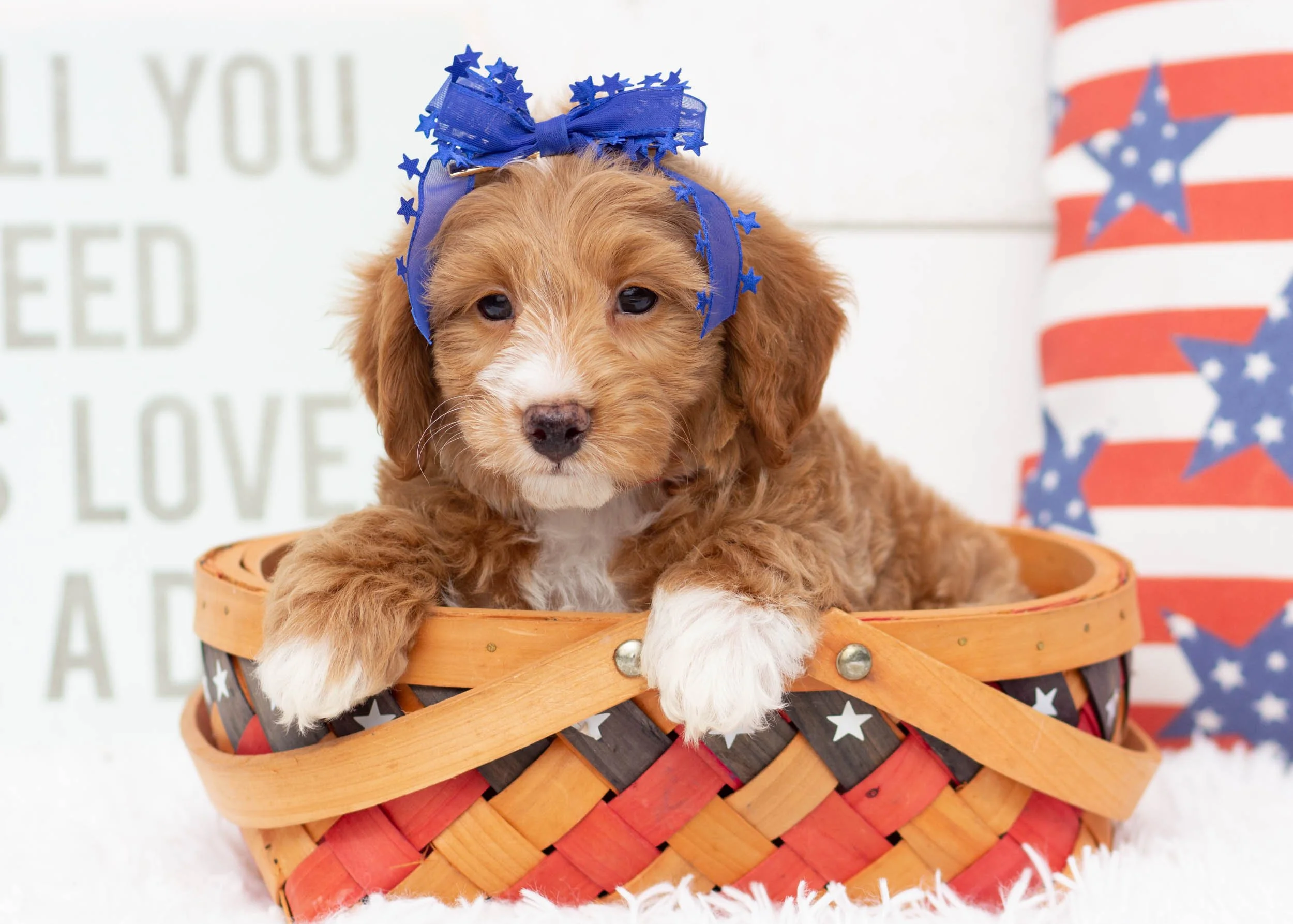 Jenna Goldendoodle For Sale(2).jpg