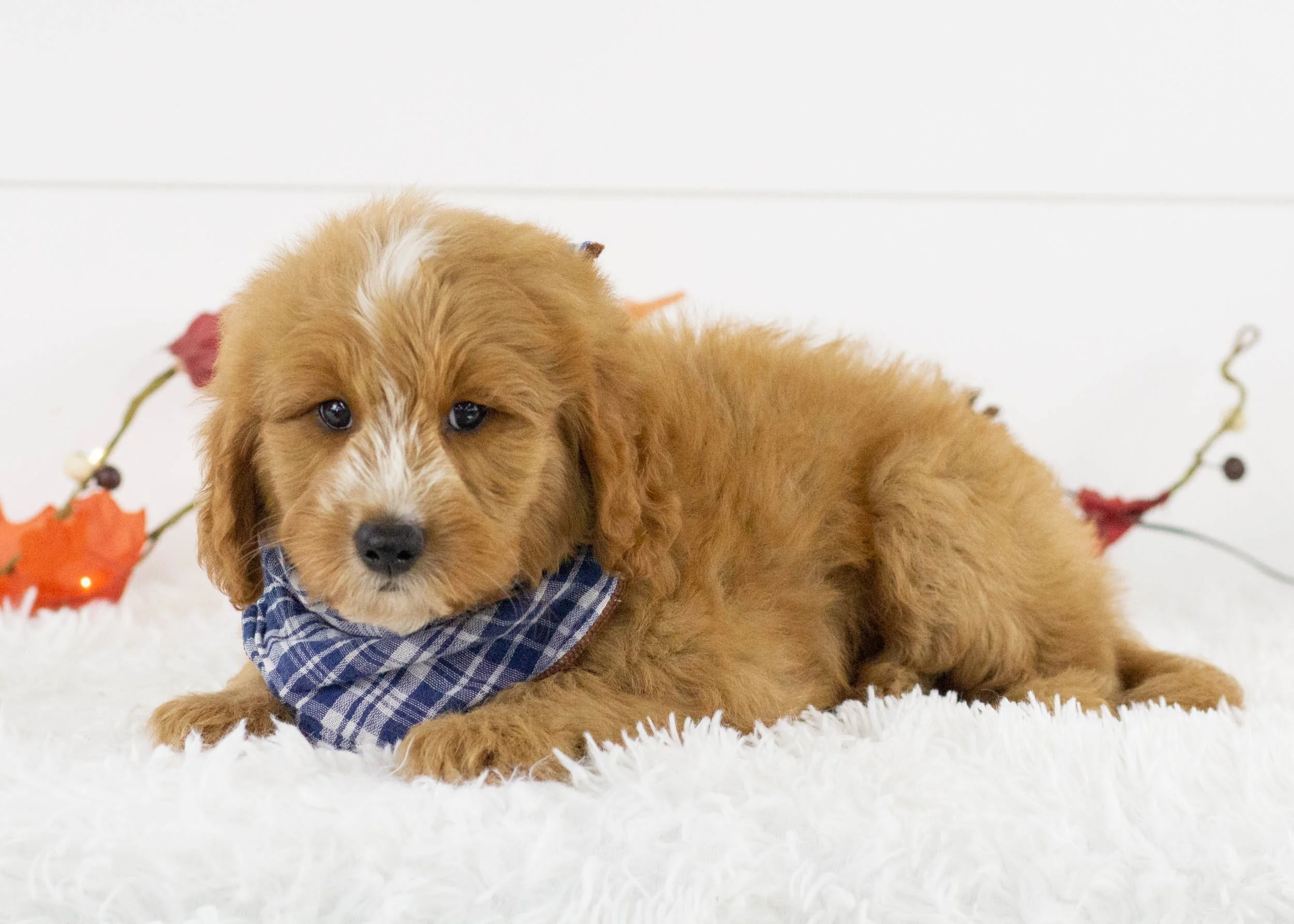 Falcon goldendoodle for sale.jpg