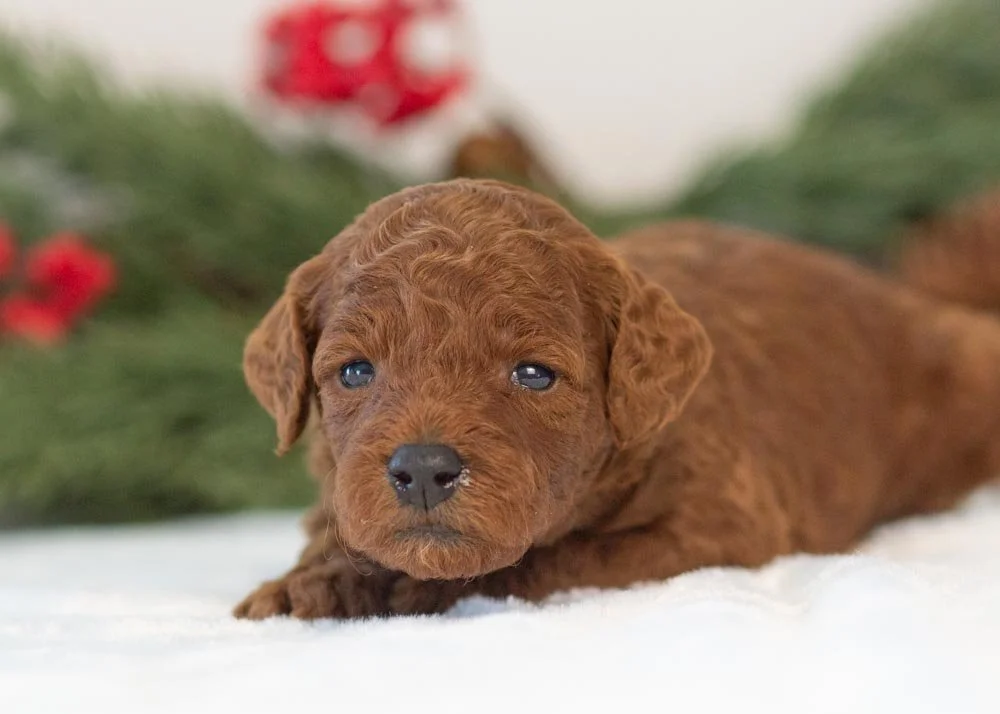 Santa goldendoodle for sale(2).jpg