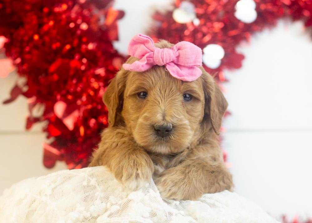 goldendoodle for sale