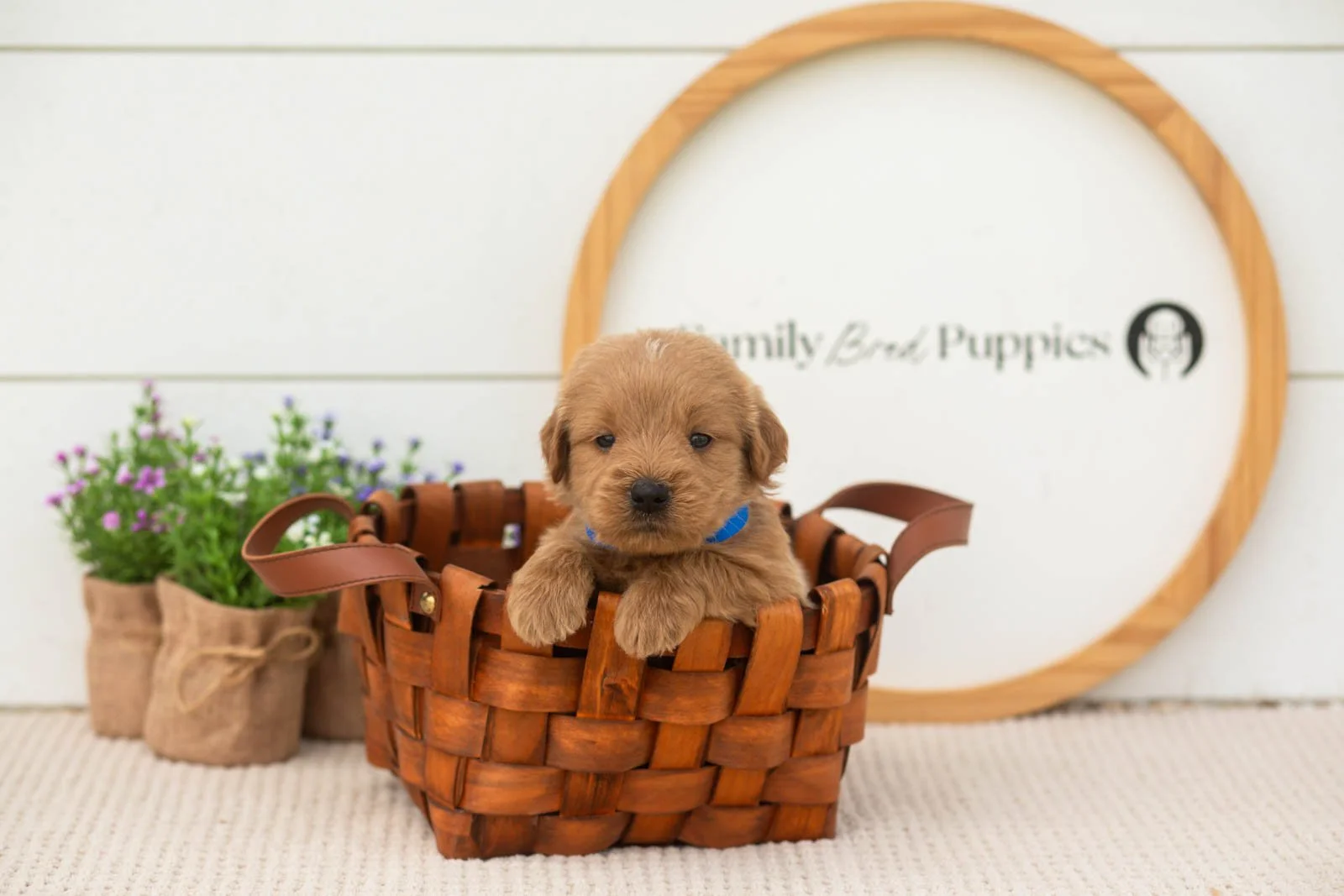 evan goldendoodle for sale(4).jpg