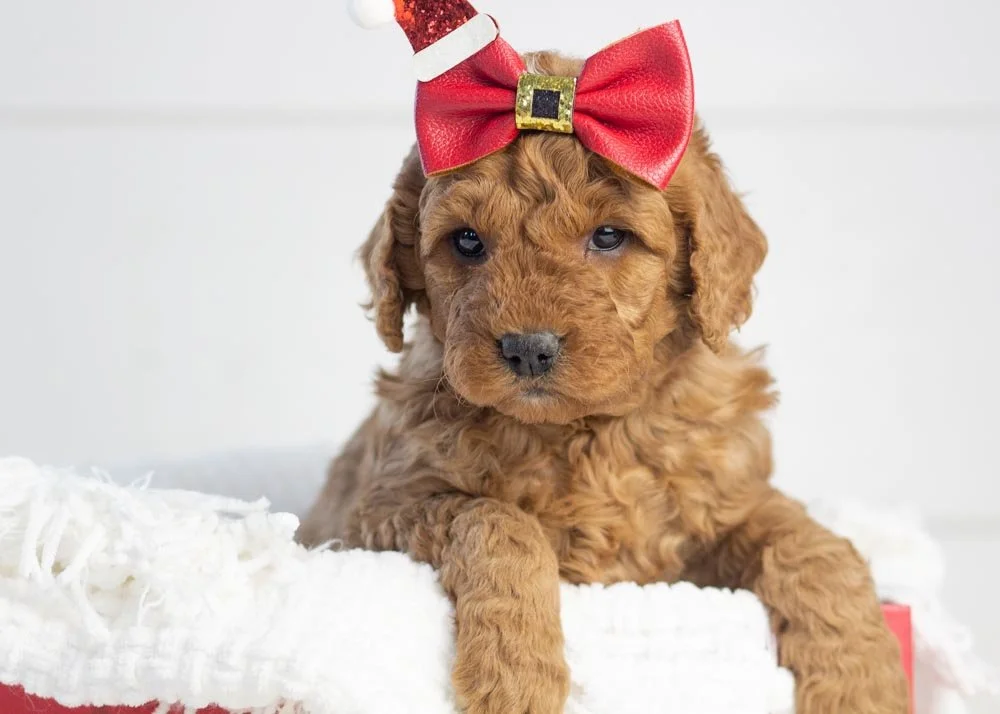 Ava goldendoodle for sale(1).jpg