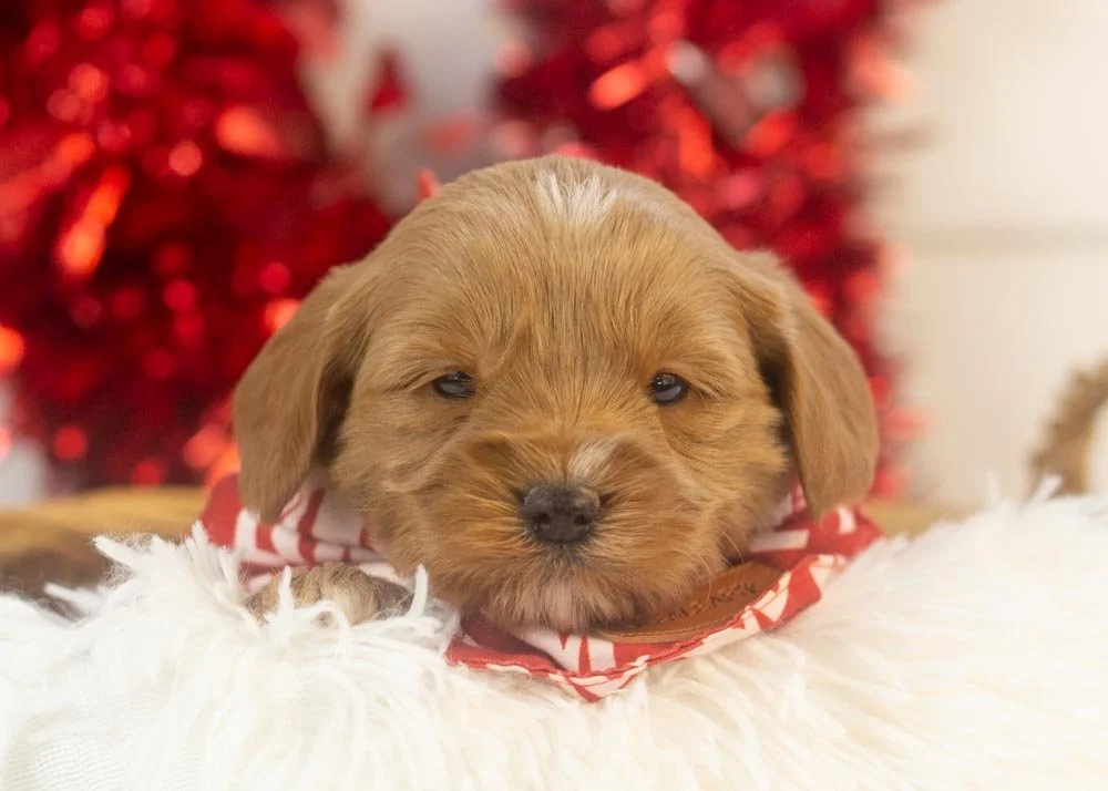 goldendoodle for sale