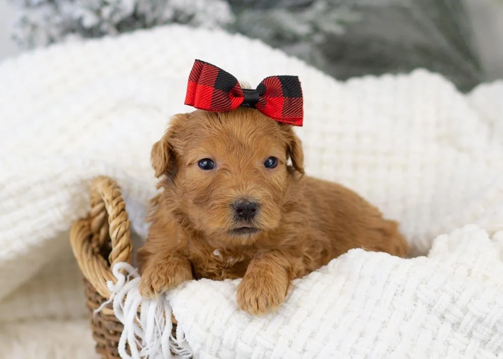 Lynx goldendoodle for sale.jpg