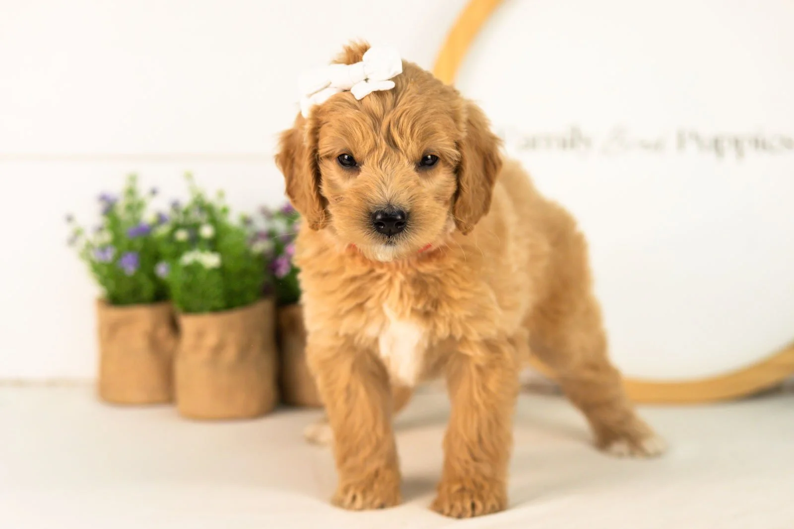 Marty goldendoodle for sale(2).jpg