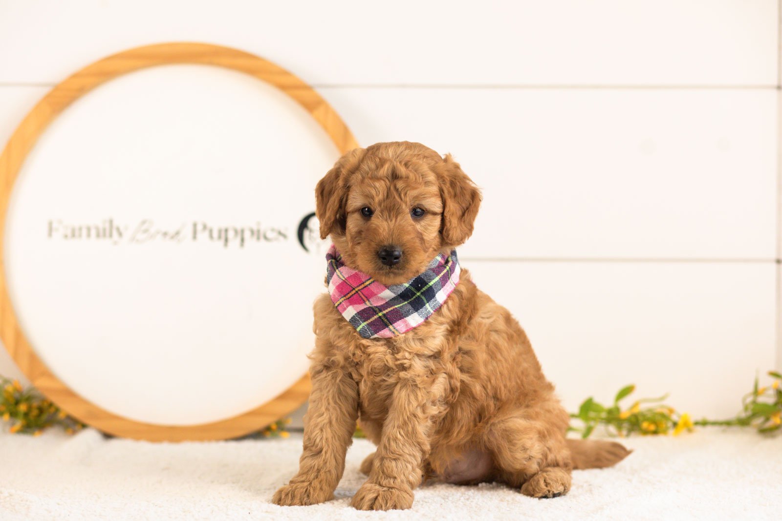 Reef goldendoodle for sale.jpg
