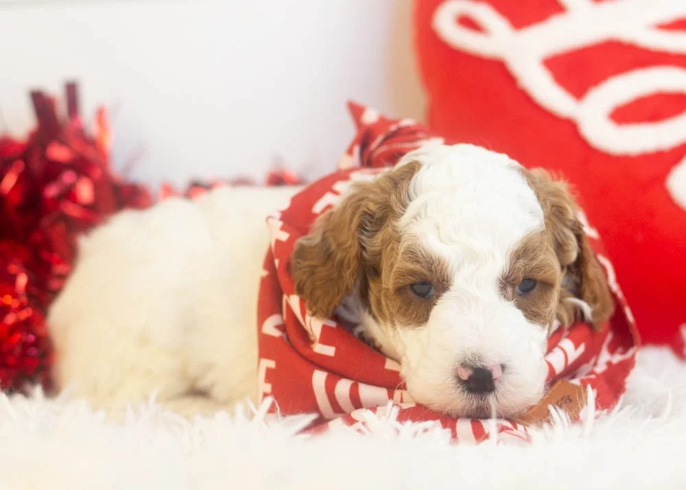 Mustang goldendoodle for sale(2).jpg