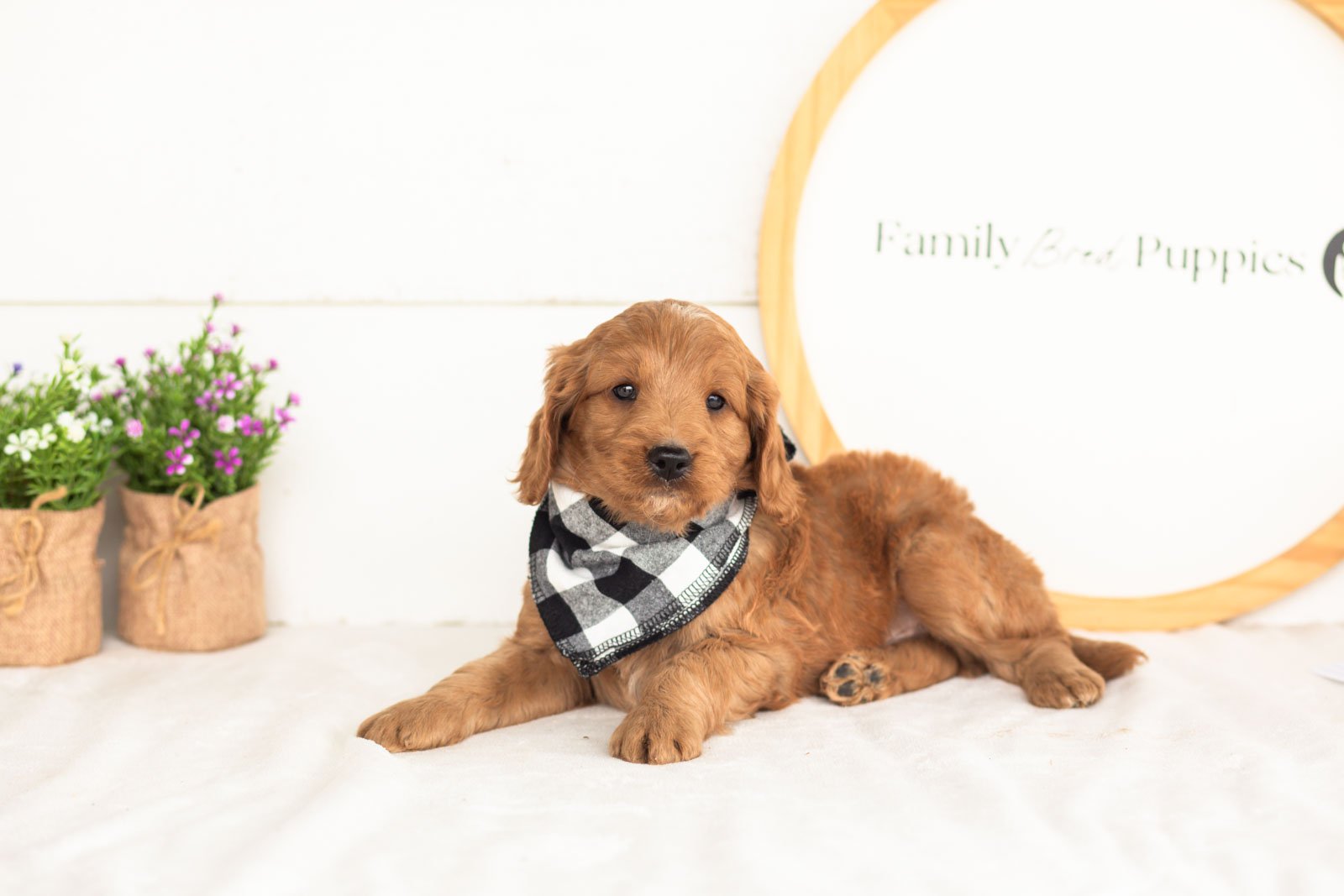 Phil goldendoodle for sale.jpg