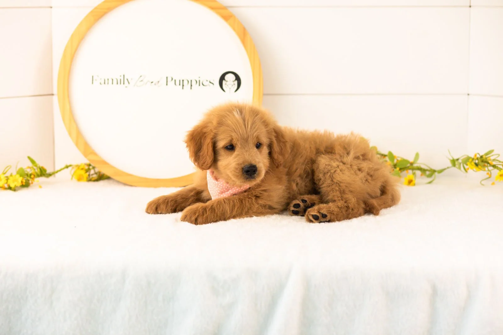 Evan goldendoodle for sale(2).jpg