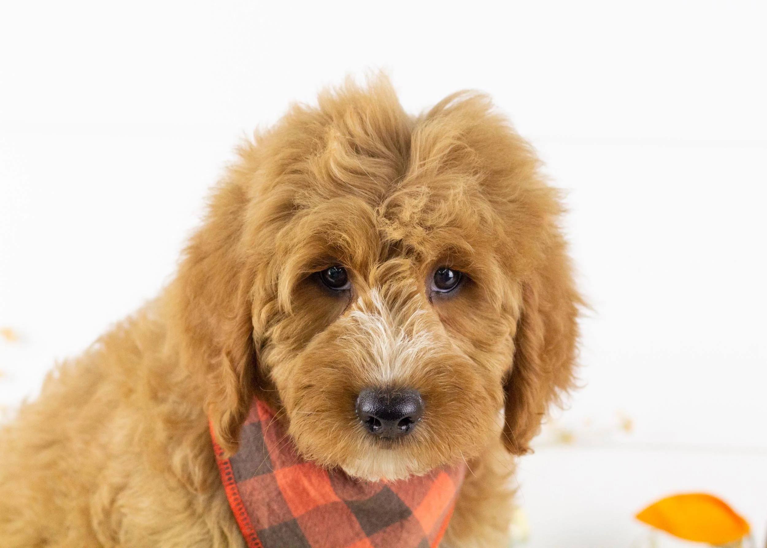 Cardinal goldendoodle for sale.jpg