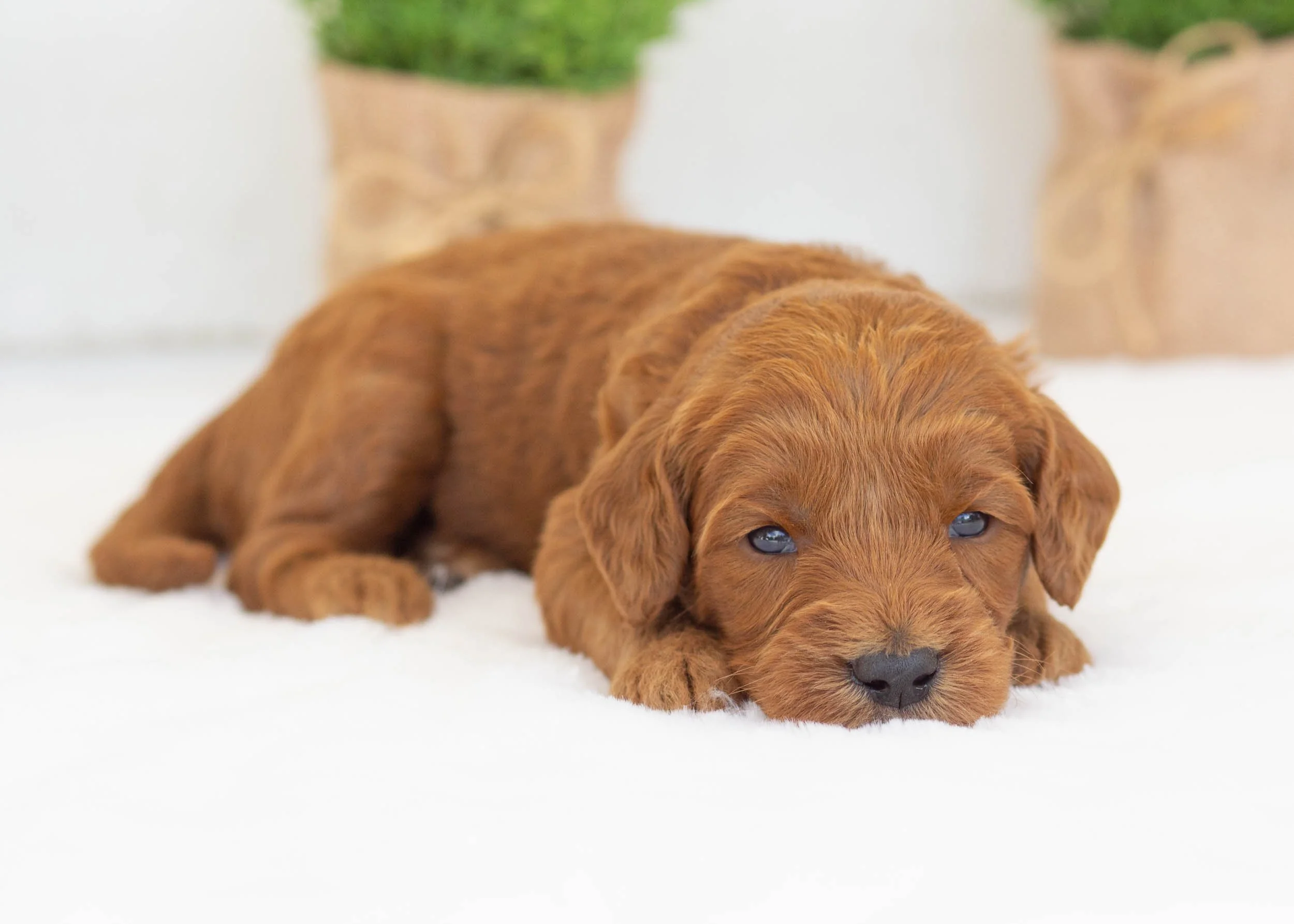 Augusta goldendoodle for sale(1).jpg
