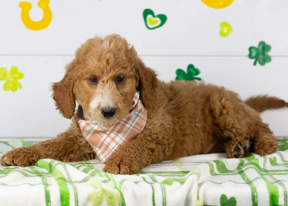 Larry goldendoodle for sale(1).jpg