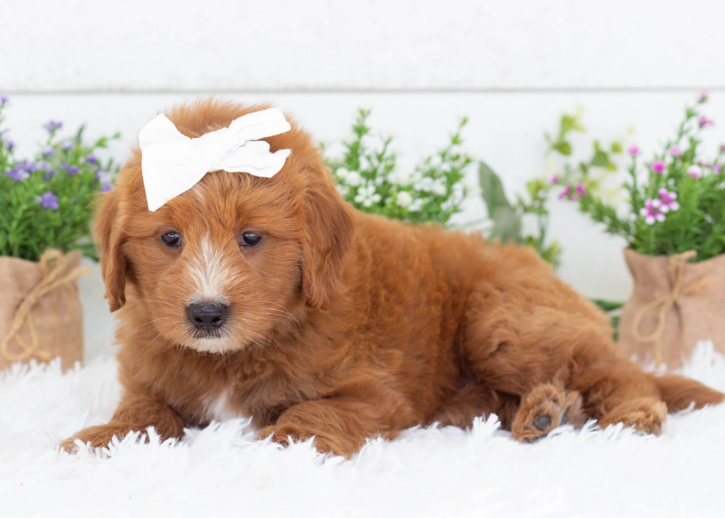 Waffles goldendoodle for sale(1).jpg